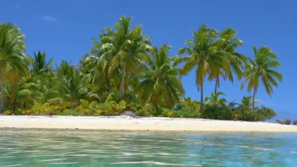 Incroyable mer turquoise cristalline éclaboussant vers la côte sablonneuse et de grands palmiers luxuriants 