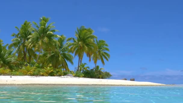 ANGOLO BASSO: Vista idilliaca delle palme sulla spiaggia tropicale e sull'oceano turchese. — Video Stock