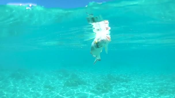 Close Up, Onderwater: Wereldwijde vervuiling doodt tropische vissen in de glasachtige oceaan. — Stockvideo