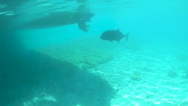 LOW MOTION: Peixes tropicais negros nadam através da serena água do oceano vítrea . — Vídeo de Stock