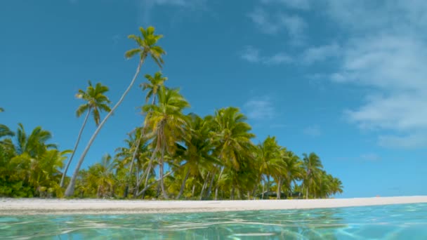 LOW ANGLE: One crooked palm trees towers over other palms covering sandy island. — Stock Video