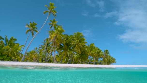 Powolny ruch: Wysokie palmy pokrywają dziewiczą białą piaszczystą plażę na One Foot Island — Wideo stockowe