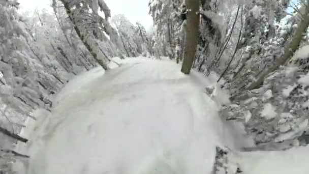 POV: Tallando la nieve fresca a través del impresionante bosque de coníferas en los Alpes. — Vídeos de Stock