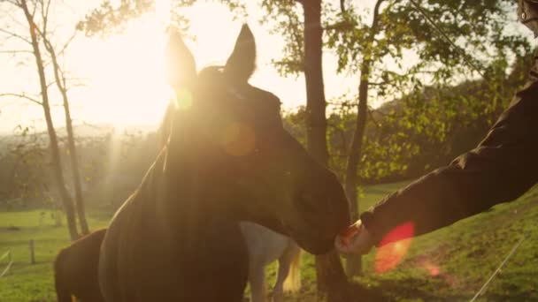 CLOSE UP : Mignon vieux cheval brun est donné un régal par la femme sur soirée ensoleillée. — Video