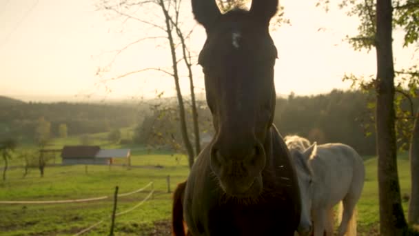 Porträt Sonnenbrand: schönes braunes Pferd kaut Gras an einem sonnigen Sommerabend. — Stockvideo