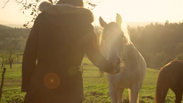 CHIUDI: Bellissimo cavallo anziano è alimentato una delizia dalla donna irriconoscibile . — Video Stock