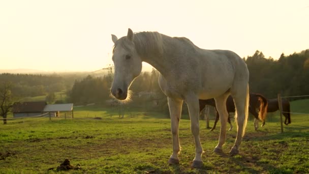 LENS FLARE : Beau cheval blanc senior debout au milieu du pâturage. — Video