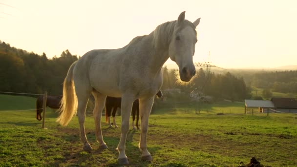 SLOW MOTION: Stunning shot of older horses standing around in a large pasture. — Stock Video