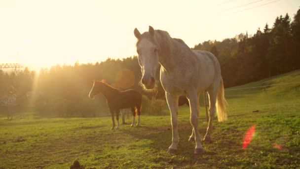 SUN FLARE: Pôr-do-sol dourado ilumina o campo calmo e cavalos seniores. — Vídeo de Stock