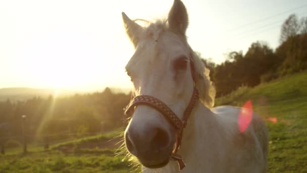 LENS FLARE: Mooie witte pony die in de camera kijkt op zonnige zomerochtend — Stockvideo