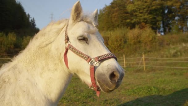 LOW MOTION: Bonito cavalo jovem olhando ao redor do campo calmo ao nascer do sol . — Vídeo de Stock