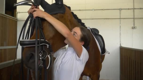 CLOSE UP: Young woman tacking up and putting a bridle on her beautiful horse. — Stock Video