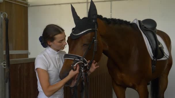 Slow Motion: Well dressed girl fastening the bridle on her stallion's head. — ストック動画