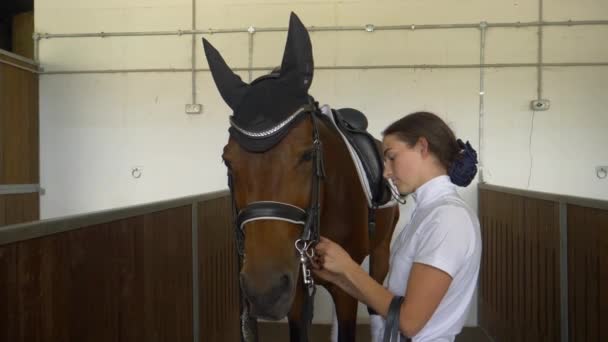 CLOSE UP: Focused young woman preparing her stunning horse for competition. — Stock Video