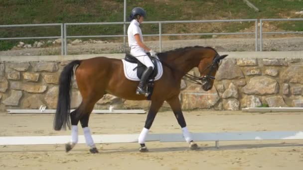 SLOW MOTION Ragazza che cammina con il cavallo intorno all'assedio prima della gara di dressage — Video Stock