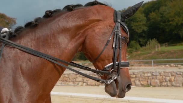 SUPER MOCIÓN LENTA: Chica irreconocible en la hermosa cabalgata de gelding en Manege . — Vídeos de Stock