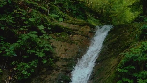 SLOW MOTION: Refreshing stream water flowing down mossy stones in a forest. — 비디오