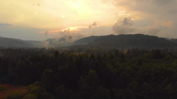 Flygfoto: Flyg över otaliga granträdstak en vacker solig kväll. — Stockvideo