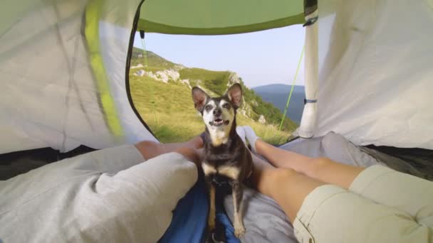 PORTRAIT: Roztomilý miniaturní pinscher sedí mezi turisty pár relaxační ve stanu. — Stock video