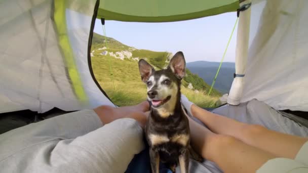 Ritratto: Adorabile cane anziano che riposa in tenda con una giovane coppia di escursionisti. — Video Stock