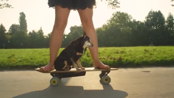 Objektiv světlice: Nerozpoznatelná žena skateboarding s rozkošný miniaturní pinscher. — Stock video