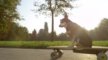 Yakın plan: güneşli yeşil parkta kaykay süren yaşlı bir köpek..