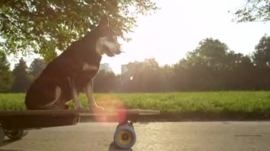 Havalı köpek yavrusu yüksek teknolojili bir e-longboard 'la boş bir asfalt yolda ilerliyor.