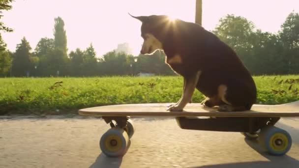 LOW MOTION: Pinscher miniatura bonito cruzeiro através do parque em longboard elétrico — Vídeo de Stock