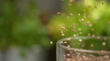 Mutfak aletinin cam kutusundan küçük kahverengi tohumlar fırlıyor..