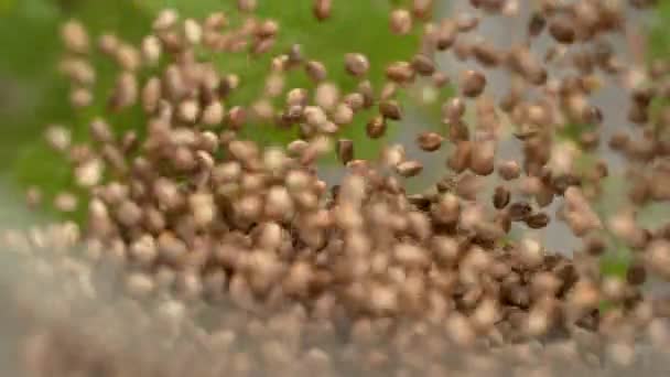 MACRO, DOF: Розмитий блендер увімкнено та відправлено насіння конопель, що летить у повітрі . — стокове відео