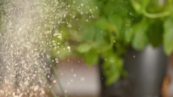 SLOW MOTION, MACRO: Vitt pulversocker faller ner mot köksgolvet. — Stockvideo