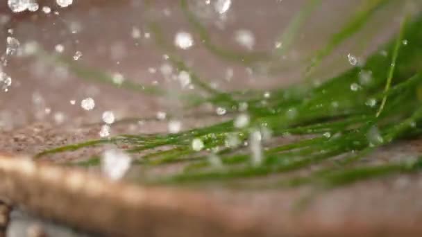 MACRO, MOTION LENT : De longues tiges de ciboulette organique s'écrasent dans les eaux peu profondes . — Video