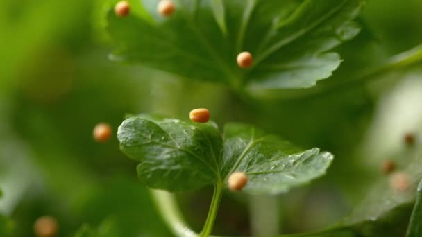 MACRO, DOF: Kleine ronde zaden vallen en stuiteren op de natte groene peterselie bladeren. — Stockvideo
