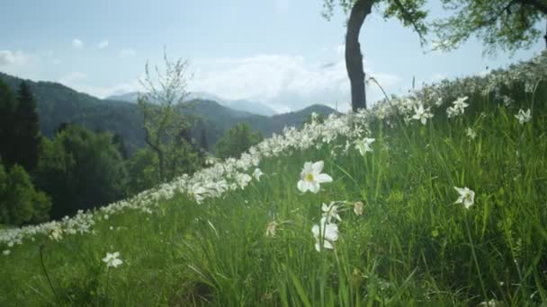 白い花で満たされた牧草地を囲む息をのむような高山自然. — ストック動画
