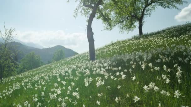 El cálido sol primaveral brilla en el idílico valle cubierto de bosques y el floreciente pasto — Vídeos de Stock