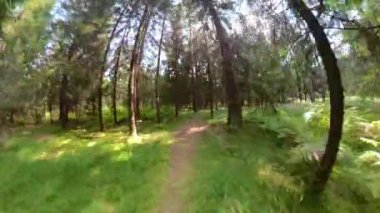 Gökyüzü ışıl ışıl ormanlardan geçen dar patika boyunca koşuyor..