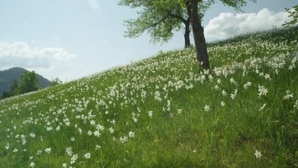 Krásný výhled na kvetoucí bílé květy zdobí prázdné travnaté pole. — Stock video