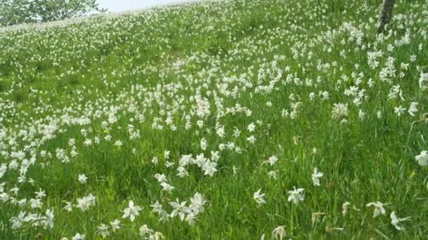 閉じる:日当たりの良いアルプスの無限の牧草地は美しい白いナルシシでいっぱいです。. — ストック動画