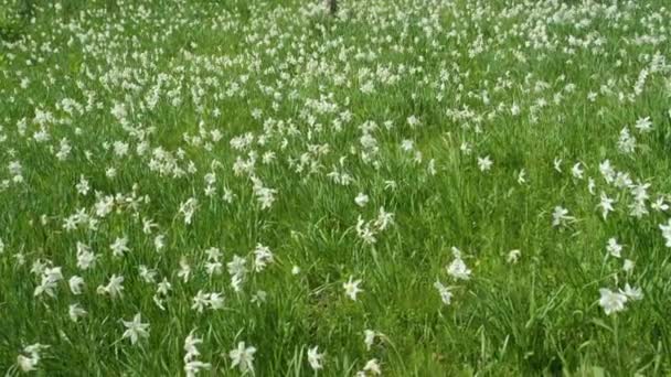 SLOW MOTION: Wspaniałe białe żonkile rosną w nietkniętej polanie w Alpach. — Wideo stockowe