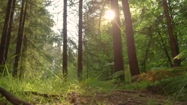 MOCIÓN LENTA: Hombre preparándose para una carrera a pie trotando a través del bosque soleado . — Vídeos de Stock