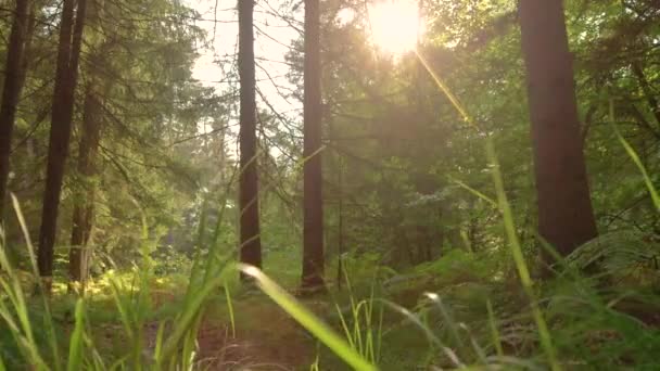 LOW ANGLE Złote promienie słońca świecą na biegacza biegnącego przez spokojne lasy — Wideo stockowe