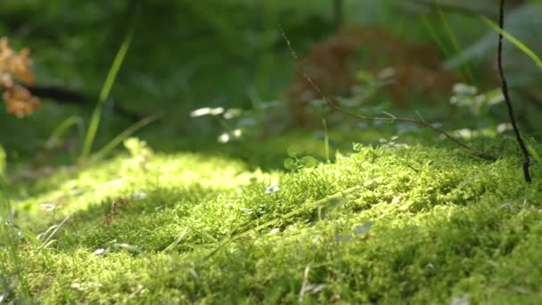 スローモーション:苔むした地面に沿ってジョギングする認識できないフィットの男性と女性. — ストック動画