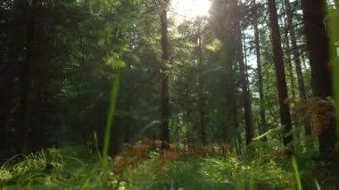 Güneşli bir yaz gününde orman yolunda koşan zinde bir çift.