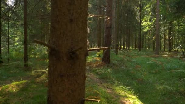 FERMETURE : Couple sportif traversant la forêt pittoresque par une journée ensoleillée .