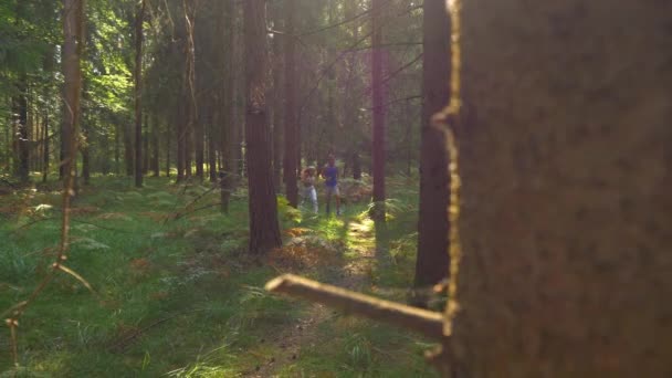 FERMER : Un soleil de printemps éclatant illumine le sentier forestier pour les randonneurs .