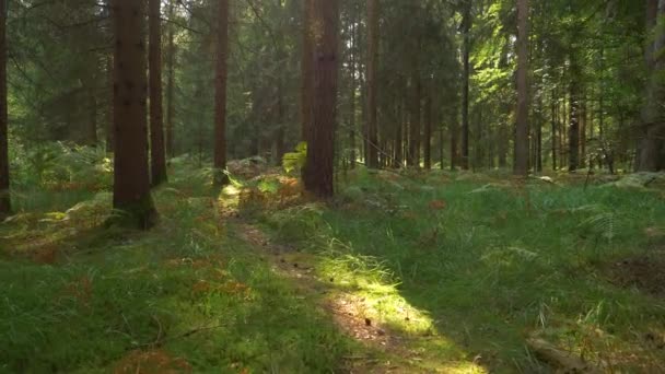 SLOW MOTION: Male and female training partners trail running in the calm nature. — Stock video