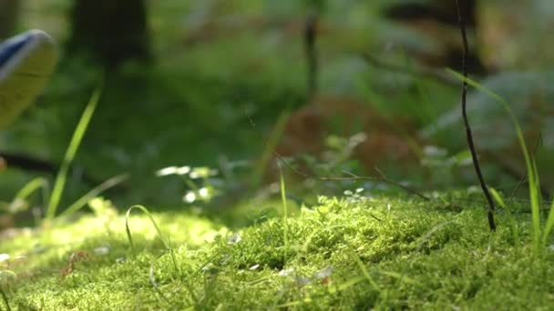 スローモーション:苔むした地面を走る新しいスニーカーで認識できないカップル — ストック動画