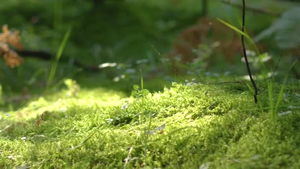 Paar voeten die de mossige grond raken tijdens een boswandeling. — Stockvideo