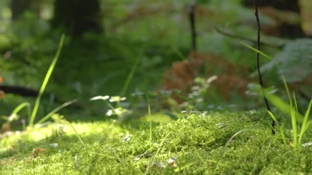 SLOW MOTION: Training partners in new sportswear running along the mossy ground. — Stock Video