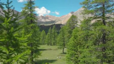 Çam ağaçlarının tepeleri ve boş yoldaki çayırların arasında uçuyor..